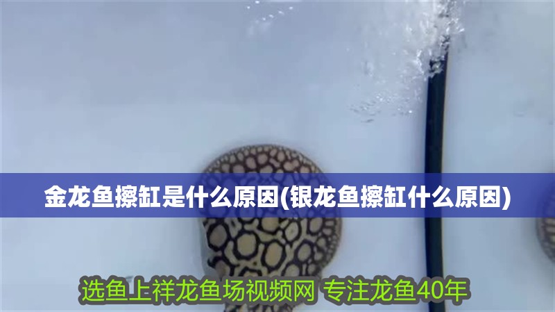 金龍魚擦缸是什么原因(銀龍魚擦缸什么原因) 金龍魚擦缸是什么原因(銀龍魚擦缸什么原因) 銀龍魚百科