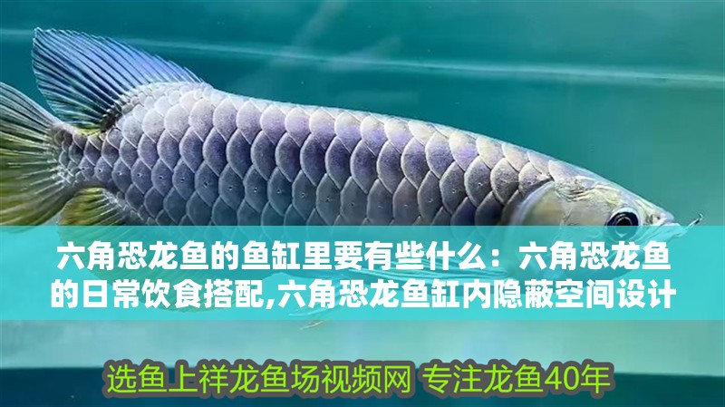 六角恐龍魚的魚缸里要有些什么：六角恐龍魚的日常飲食搭配,六角恐龍魚缸內隱蔽空間設計