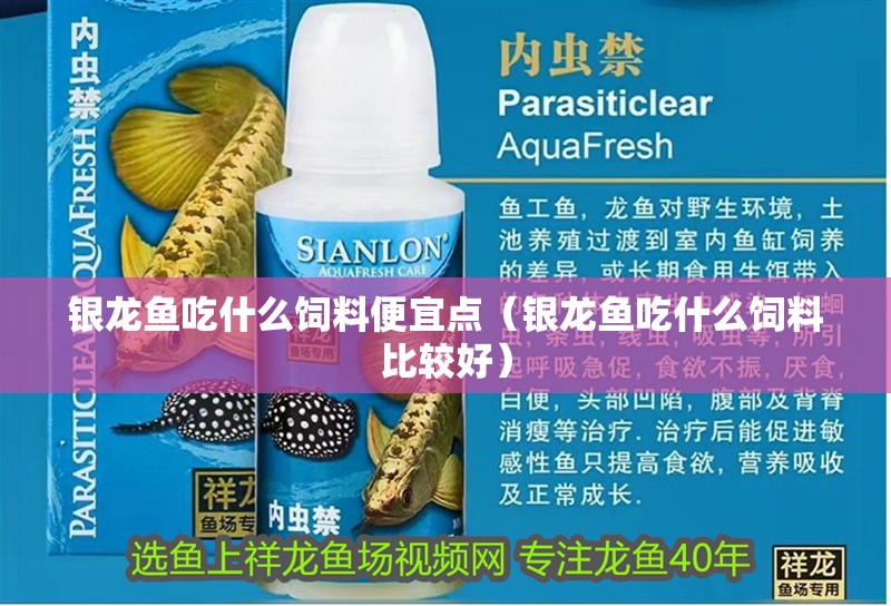 銀龍魚吃什么飼料便宜點（銀龍魚吃什么飼料比較好） 銀龍魚吃什么飼料便宜點（銀龍魚吃什么飼料比較好） 銀龍魚百科