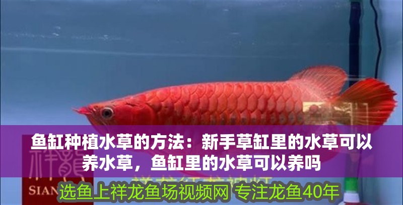 魚缸種植水草的方法：新手草缸里的水草可以養水草，魚缸里的水草可以養嗎 魚缸種植水草的方法：新手草缸里的水草可以養水草，魚缸里的水草可以養嗎 魚缸百科