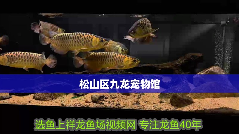 <strong><mark>松山</mark></strong>區九龍寵物館