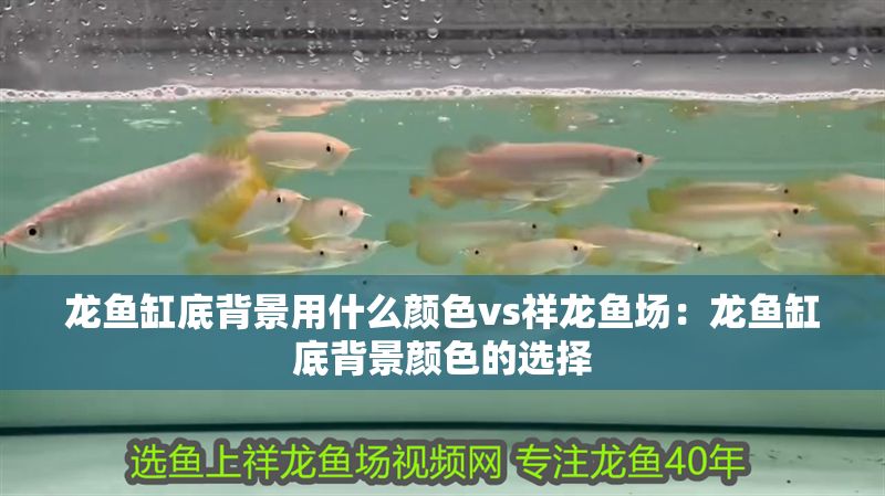 龍魚缸底背景用什么顏色vs祥龍魚場：龍魚缸底背景顏色的選擇