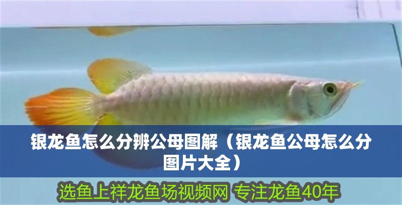 銀龍魚(yú)怎么分辨公母圖解（銀龍魚(yú)公母怎么分圖片大全） 銀龍魚(yú)怎么分辨公母圖解（銀龍魚(yú)公母怎么分圖片大全） 銀龍魚(yú)百科