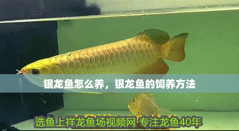 銀龍魚怎么養(yǎng)，銀龍魚的飼養(yǎng)方法