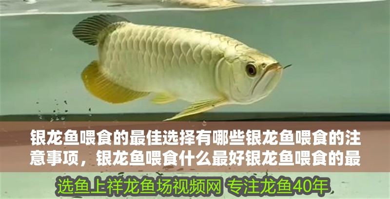 銀龍魚喂食的最佳選擇有哪些銀龍魚喂食的注意事項，銀龍魚喂食什么最好銀龍魚喂食的最佳選擇有哪些 銀龍魚喂食的最佳選擇有哪些銀龍魚喂食的注意事項，銀龍魚喂食什么最好銀龍魚喂食的最佳選擇有哪些 銀龍魚百科