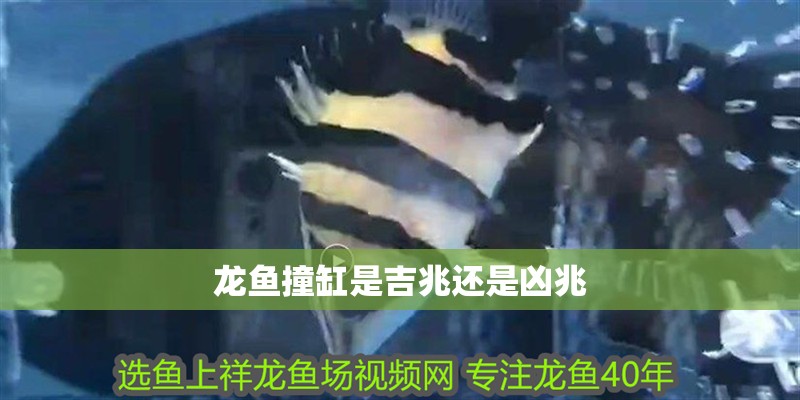 龍魚撞缸是吉兆還是兇兆 龍魚撞缸是吉兆還是兇兆 龍魚論壇