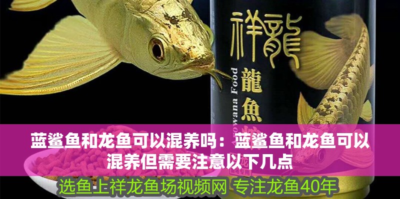 藍鯊魚和龍魚可以混養嗎：藍鯊魚和龍魚可以混養但需要注意以下幾點