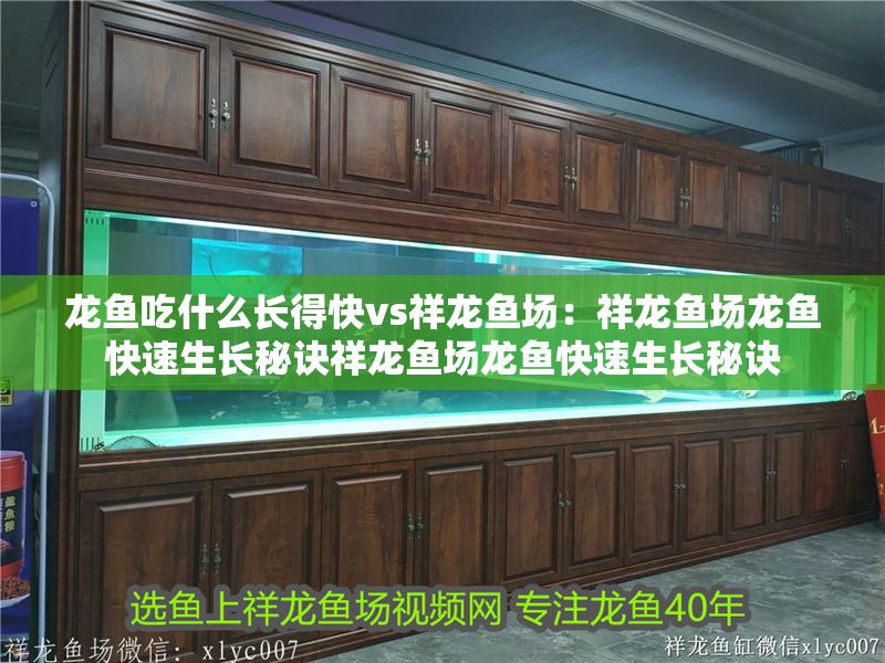 龍魚吃什么長得快vs祥龍魚場：祥龍魚場龍魚快速生長秘訣祥龍魚場龍魚快速生長秘訣