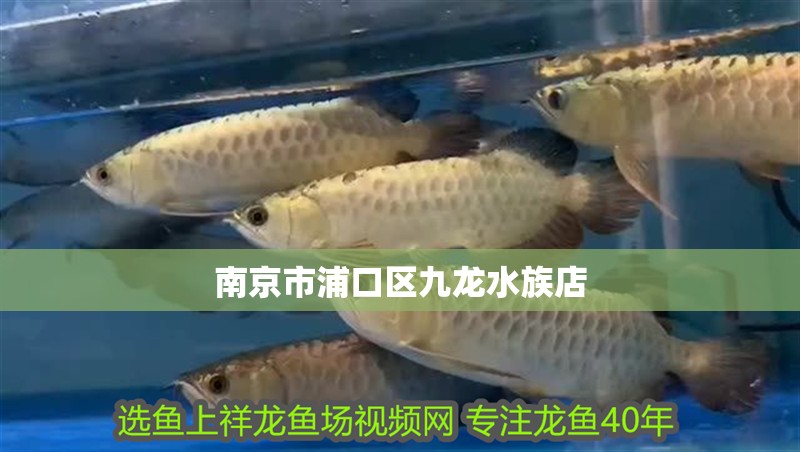 南京市浦口區九龍水族店