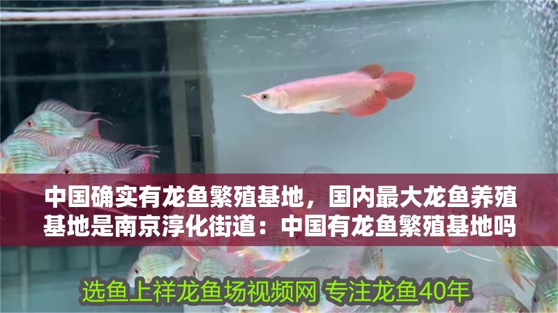 中國確實有龍魚繁殖基地，國內最大龍魚養殖基地是南京淳化街道：中國有龍魚繁殖基地嗎？