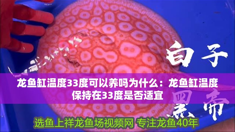龍魚缸溫度33度可以養嗎為什么：龍魚缸溫度保持在33度是否適宜
