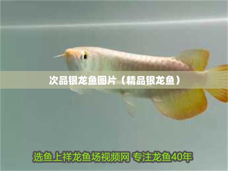 次品銀龍魚圖片（精品銀龍魚）