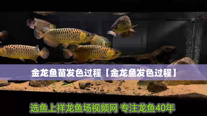 金龍魚苗發色過程【金龍魚發色過程】 金龍魚苗發色過程【金龍魚發色過程】 龍魚百科