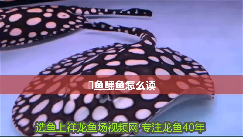 魟魚鰩魚怎么讀 魟魚鰩魚怎么讀 龍魚論壇