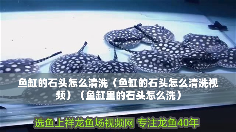 魚(yú)缸的石頭怎么清洗（魚(yú)缸的石頭怎么清洗視頻）（魚(yú)缸里的石頭怎么洗）
