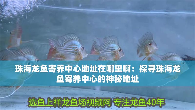 珠海龍魚寄養中心地址在哪里?。禾綄ぶ楹｝堲~寄養中心的神秘地址