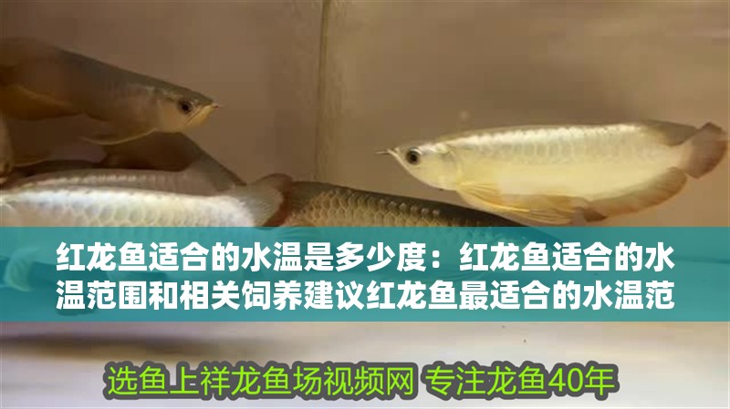 紅龍魚適合的水溫是多少度：紅龍魚適合的水溫范圍和相關(guān)飼養(yǎng)建議紅龍魚最適合的水溫范圍和飼養(yǎng)建議