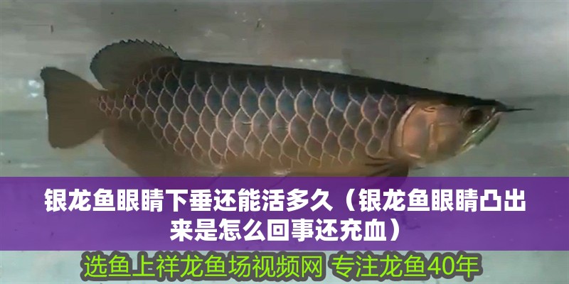 銀龍魚眼睛下垂還能活多久（銀龍魚眼睛凸出來是怎么回事還充血）