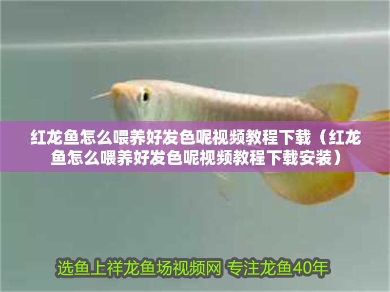 紅龍魚怎么喂養好發色呢視頻教程下載（紅龍魚怎么喂養好發色呢視頻教程下載安裝）