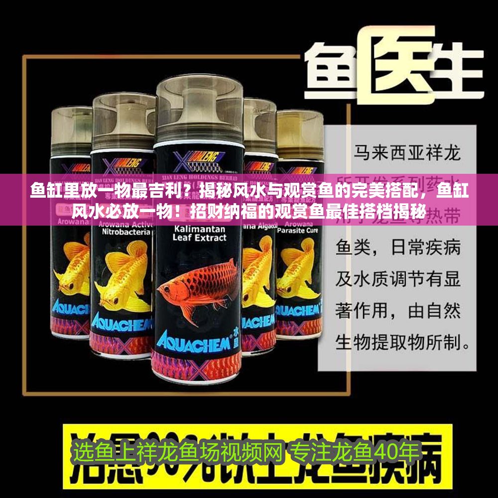 魚缸里放一物最吉利？揭秘風水與觀賞魚的完美搭配，魚缸風水必放一物！招財納福的觀賞魚最佳搭檔揭秘