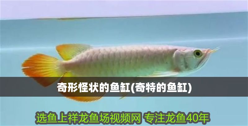 奇形怪狀的魚缸(奇特的魚缸)