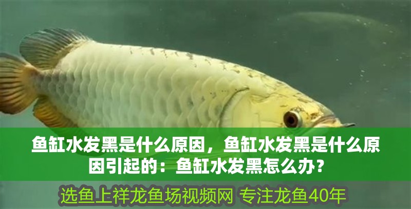 魚缸水發黑是什么原因，魚缸水發黑是什么原因引起的：魚缸水發黑怎么辦？ 魚缸水發黑是什么原因，魚缸水發黑是什么原因引起的：魚缸水發黑怎么辦？ 魚缸百科