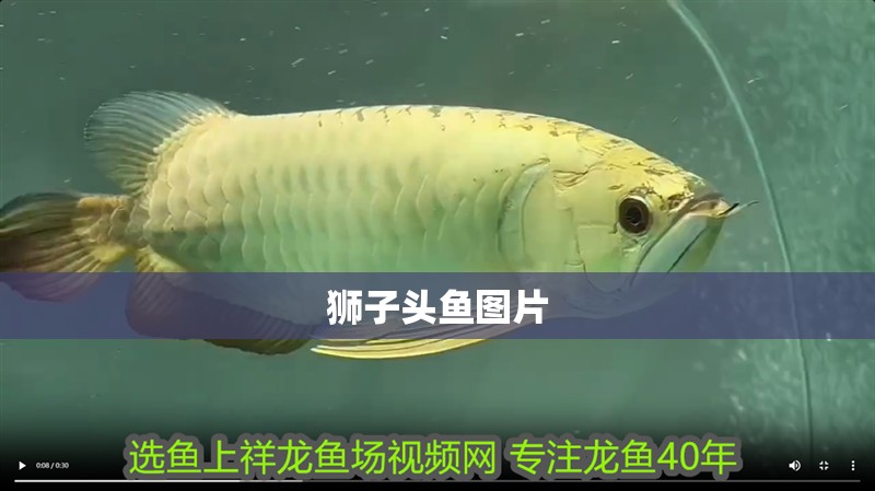 獅子頭魚圖片