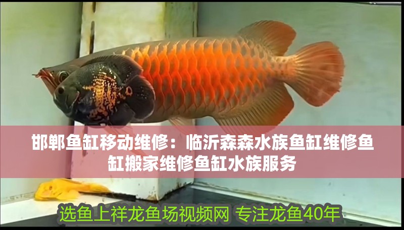 邯鄲魚缸移動維修：臨沂森森水族魚缸維修魚缸搬家維修魚缸水族服務(wù)