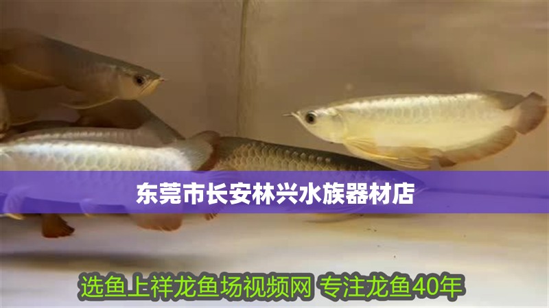 東莞市長(zhǎng)安林興水族器材店