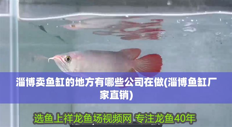 淄博賣魚缸的地方有哪些公司在做(淄博魚缸廠家直銷) 淄博賣魚缸的地方有哪些公司在做(淄博魚缸廠家直銷) 黃金貓魚百科 第1張