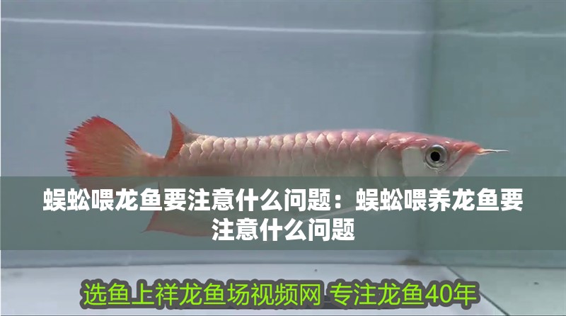 蜈蚣喂龍魚要注意什么問題：蜈蚣喂養龍魚要注意什么問題