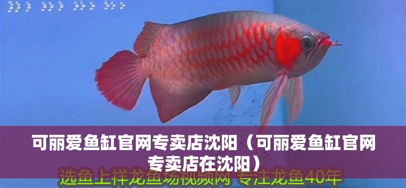可麗愛(ài)魚缸官網(wǎng)專賣店沈陽(yáng)（可麗愛(ài)魚缸官網(wǎng)專賣店在沈陽(yáng)）