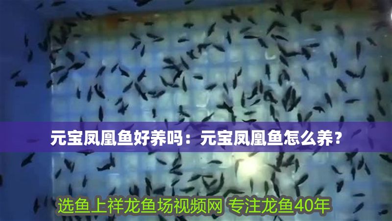 元寶鳳凰魚好養嗎：元寶鳳凰魚怎么養？