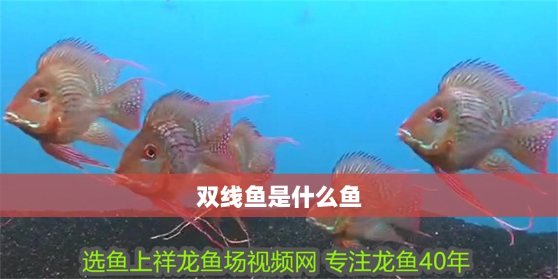 雙線魚是什么魚