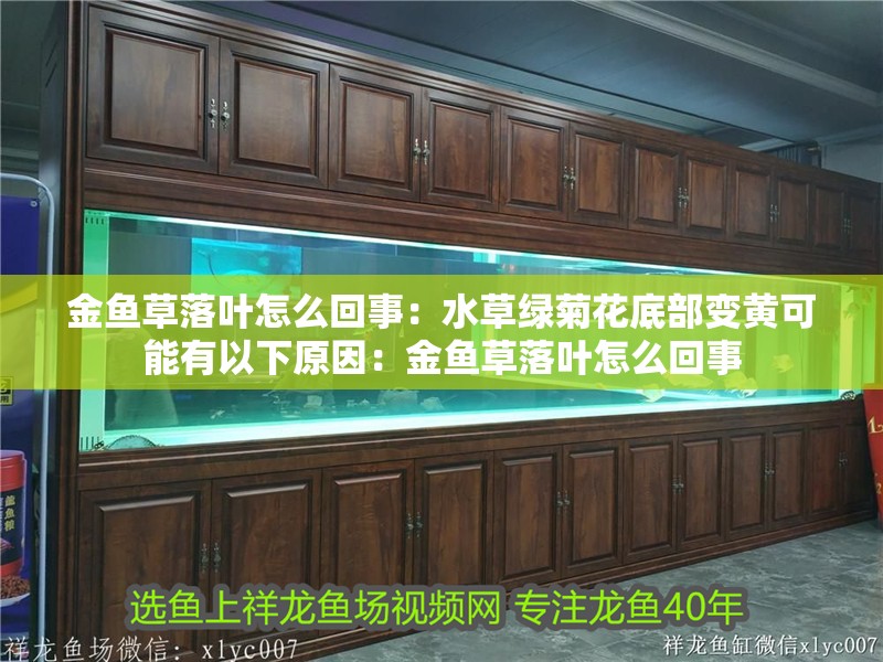 魚缸用增氧泵價格是多少:魚缸增氧機-xtrac增氧機-xtrac增氧機 金魚草落葉怎么回事:水草綠菊花底部變黃可能有以下原因:金魚草落葉怎么回事 魚缸百科 金魚草落葉怎么回事:水草綠菊花底部變黃可能有以下原因:金魚草落葉怎么回事 金魚草落葉怎么回事:水草綠菊花底部變黃可能有以下原因:金魚草落葉怎么回事 魚缸百科