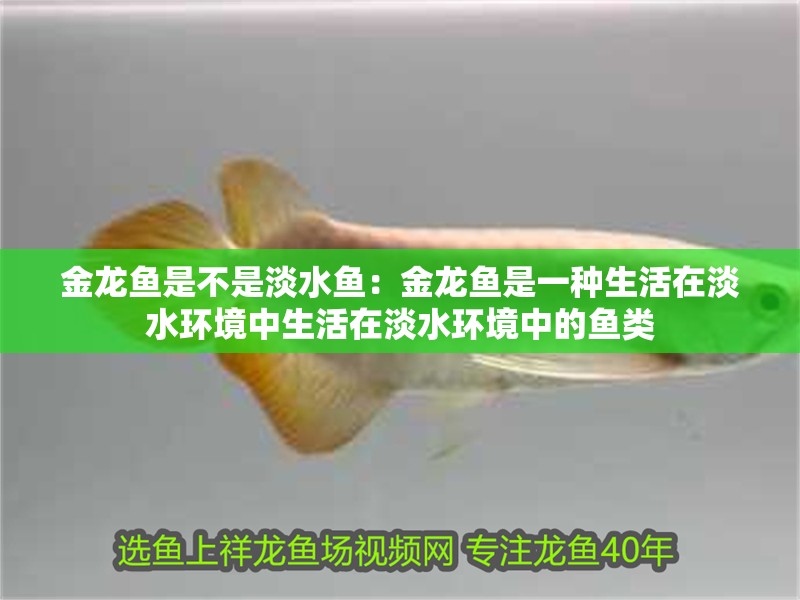 金龍魚是不是淡水魚：金龍魚是一種生活在淡水環(huán)境中生活在淡水環(huán)境中的魚類 金龍魚是不是淡水魚：金龍魚是一種生活在淡水環(huán)境中生活在淡水環(huán)境中的魚類 龍魚百科