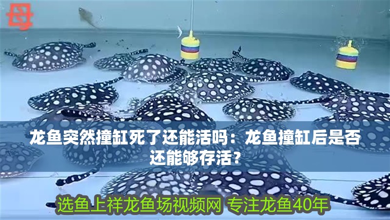 龍魚突然撞缸死了還能活嗎：龍魚撞缸后是否還能夠存活？