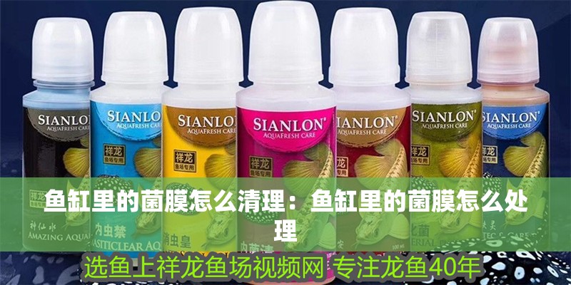 魚缸里的菌膜怎么清理：魚缸里的菌膜怎么處理 魚缸里的菌膜怎么清理：魚缸里的菌膜怎么處理 魚缸百科