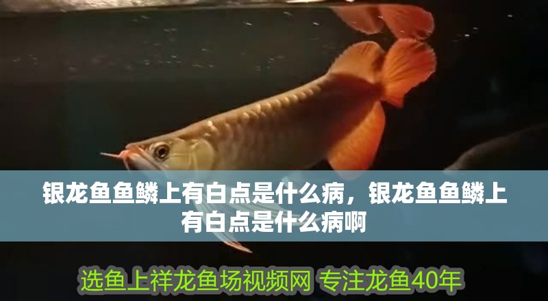 銀龍魚魚鱗上有白點是什么病，銀龍魚魚鱗上有白點是什么病啊