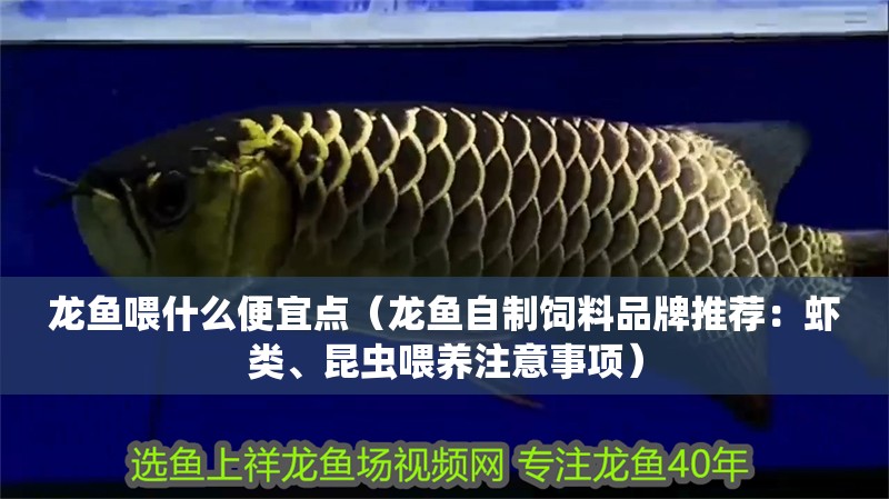 龍魚喂什么便宜點（龍魚自制飼料品牌推薦：蝦類、昆蟲喂養(yǎng)注意事項）