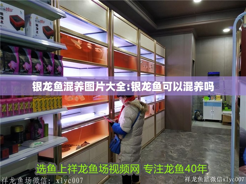 銀龍魚混養圖片大全:銀龍魚可以混養嗎