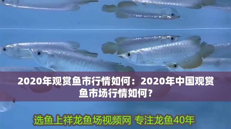 2020年觀賞魚市行情如何：2020年中國觀賞魚市場行情如何？