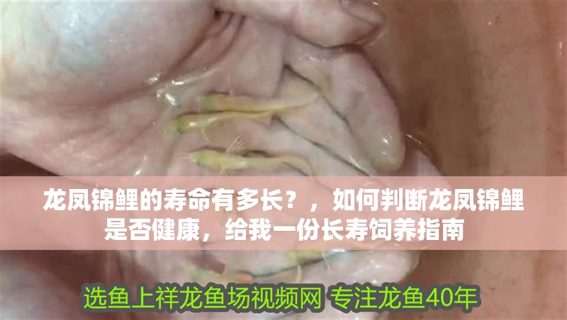 龍鳳錦鯉的壽命有多長？，如何判斷龍鳳錦鯉是否健康，給我一份長壽飼養(yǎng)指南