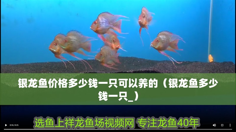 銀龍魚(yú)價(jià)格多少錢(qián)一只可以養(yǎng)的（銀龍魚(yú)多少錢(qián)一只_）