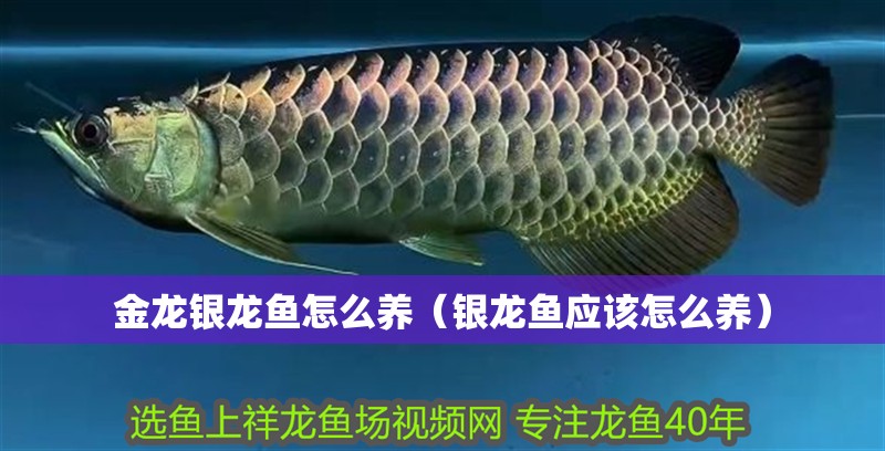 金龍銀龍魚怎么養(yǎng)（銀龍魚應(yīng)該怎么養(yǎng)）