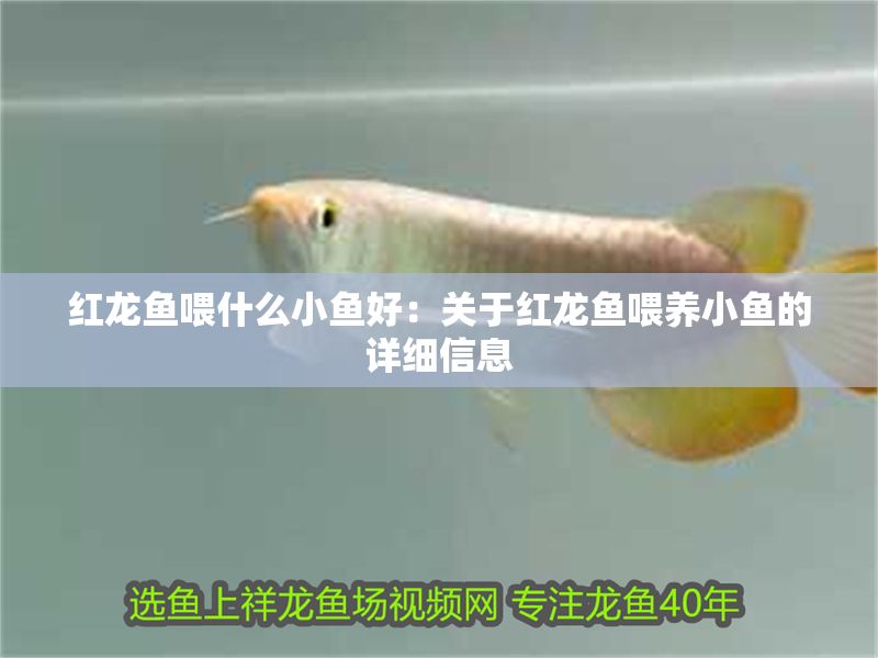 紅龍魚喂什么小魚好：關于紅龍魚喂養小魚的詳細信息
