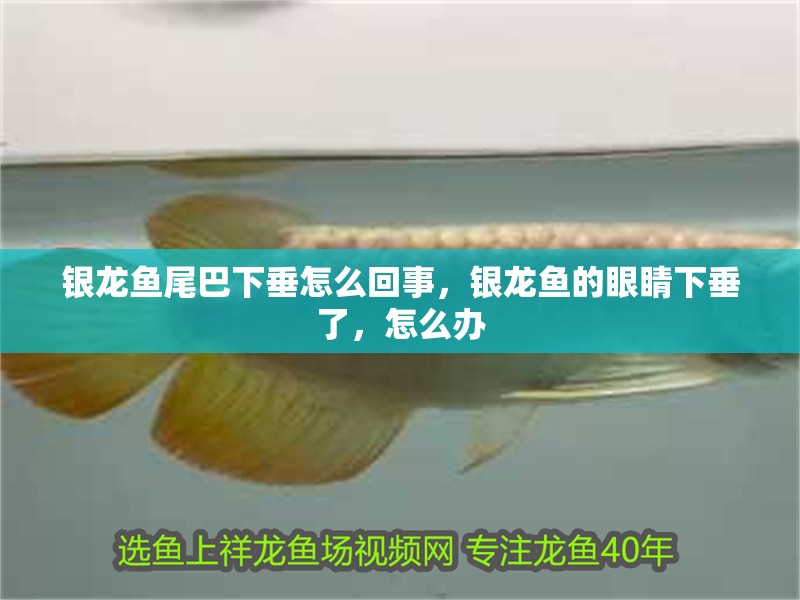 銀龍魚(yú)尾巴下垂怎么回事，銀龍魚(yú)的眼睛下垂了，怎么辦
