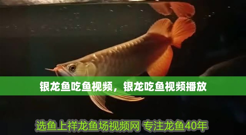 銀龍魚吃魚視頻，銀龍吃魚視頻播放