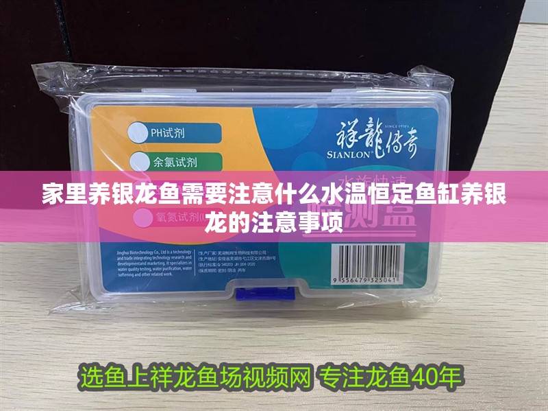 家里養銀龍魚需要注意什么水溫恒定魚缸養銀龍的注意事項