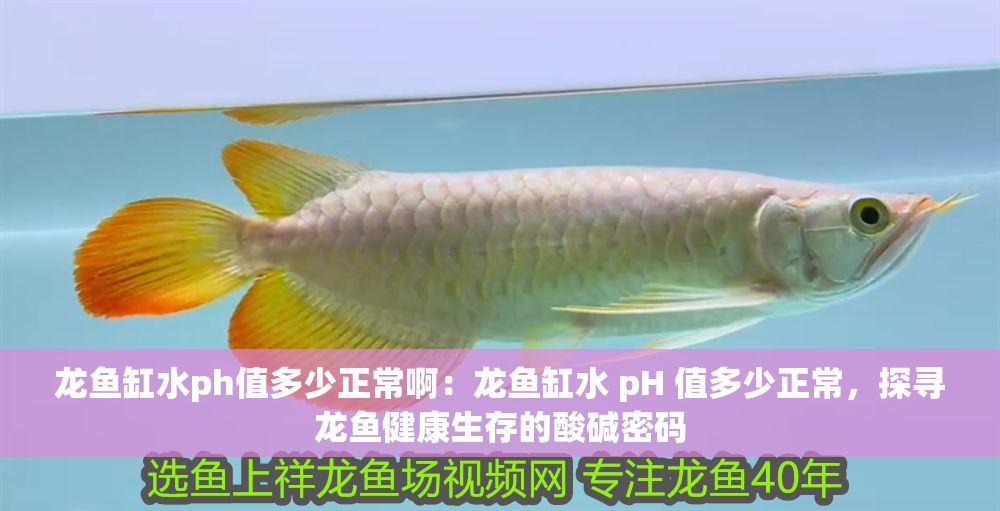 龍魚缸水ph值多少正常啊：龍魚缸水 pH 值多少正常，探尋龍魚健康生存的酸堿密碼